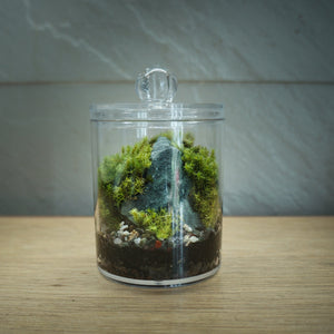 Moss Miniature Landscape Terrarium - image