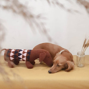 Dog in a Sweater - image