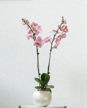 Sirena Phalaenopsis Orchid Arrangement - image