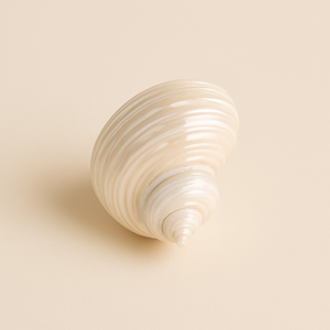 Turbo shell napkin ring - image