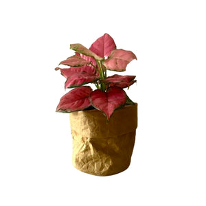 Paper Leather Basket Kraft - image