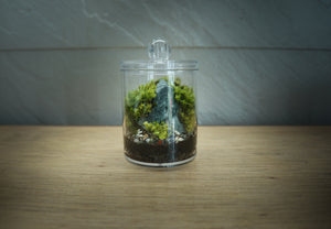 Moss Miniature Landscape Terrarium - image