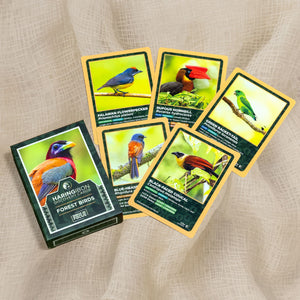 Discovery Cards – Forest Birds - image
