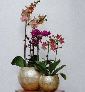 Capiz Shell Planter - image