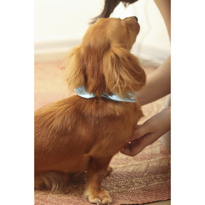 Pet Bow - image