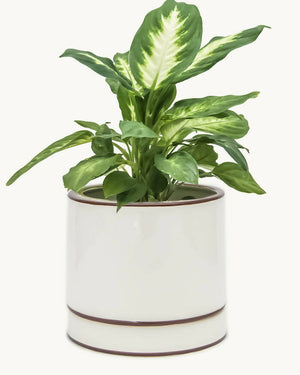 Alto Ceramic Planter - image