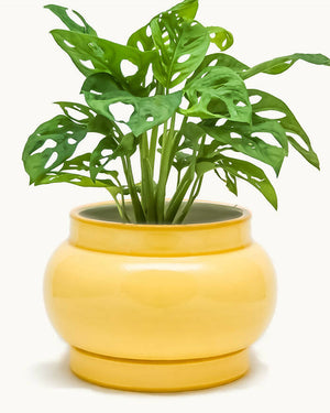 Gordo Ceramic Planter - image